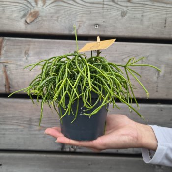 Rhipsalis burchellii (Ripsalis Burchellov) 'CASHERO CORAL BREEZE' - výška 5 cm ⌀15 cm, kont. C1L